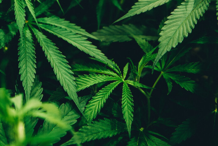 DLG – Fachkongress der Landwirte plant Cannabis Anbau