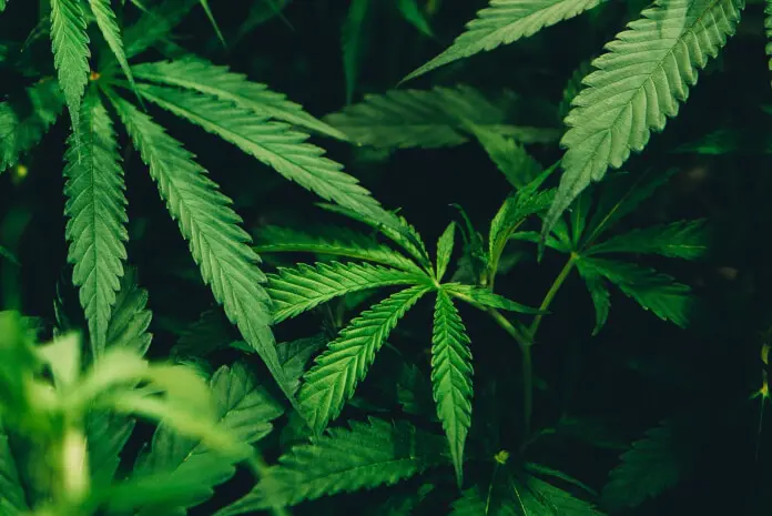 DLG – Fachkongress der Landwirte plant Cannabis Anbau