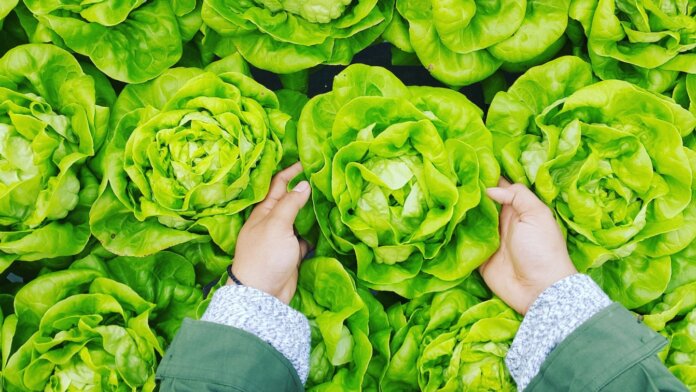 Pflanzen ohne Früchte, wie z.B. Salat, eignen sich hervorragend für Indoor Farmen