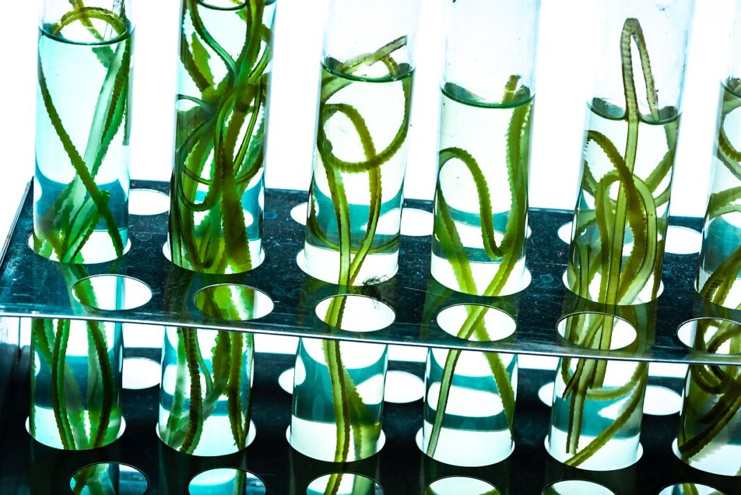 Algene AG