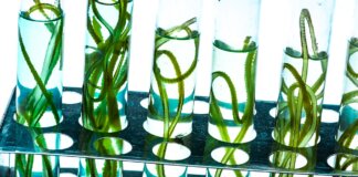 Algene: Wie ein Biotech-Unternehmen die industrielle Algenproduktion skalieren will Algene AG