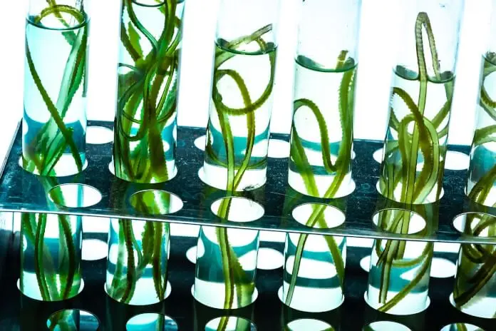 Algene AG